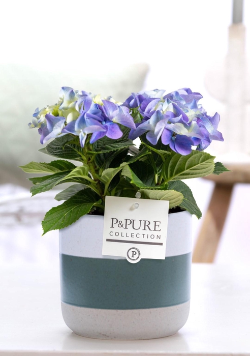 <h4>Hydrangea blue in P&PURE Lauren ceramics</h4>