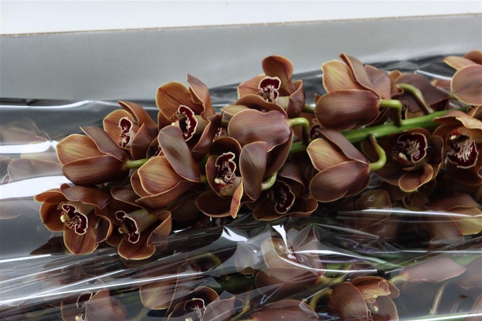 <h4>Cymb T Bear Time</h4>