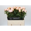Paeonia Chiffon Parfait
