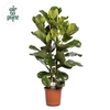 Ficus Lyrata 2 pp 2 pp