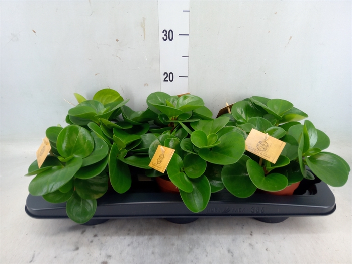 <h4>Peperomia obt. 'Green Gold'</h4>