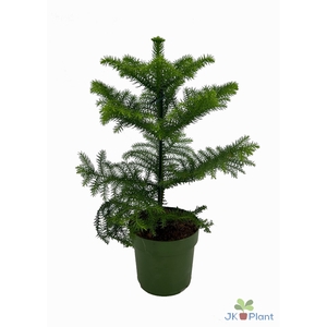 Araucaria heterophylla
