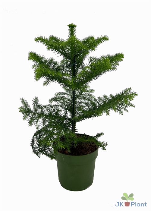 <h4>Araucaria heterophylla</h4>