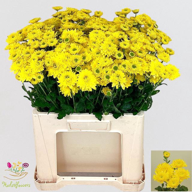 <h4>CHR T BLENDA YELLOW</h4>
