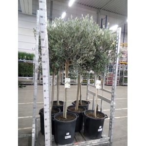 Olea europaea