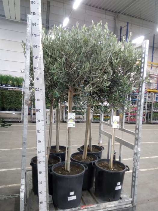 <h4>Olea europaea</h4>