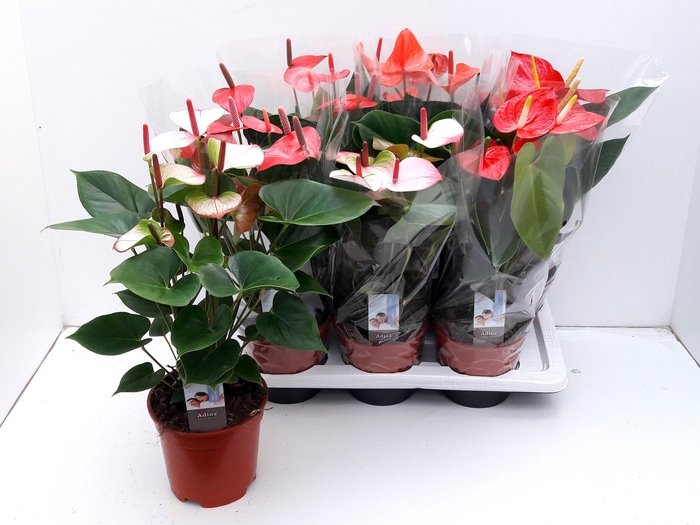 <h4>ANTHU AN GEM 4 KL</h4>