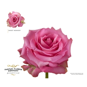 Rosa Premium Sweet Memory