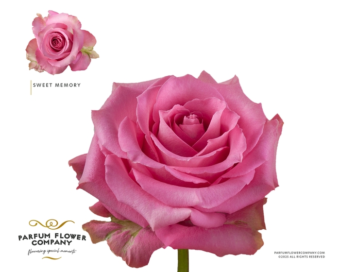 <h4>Rosa Premium Sweet Memory</h4>