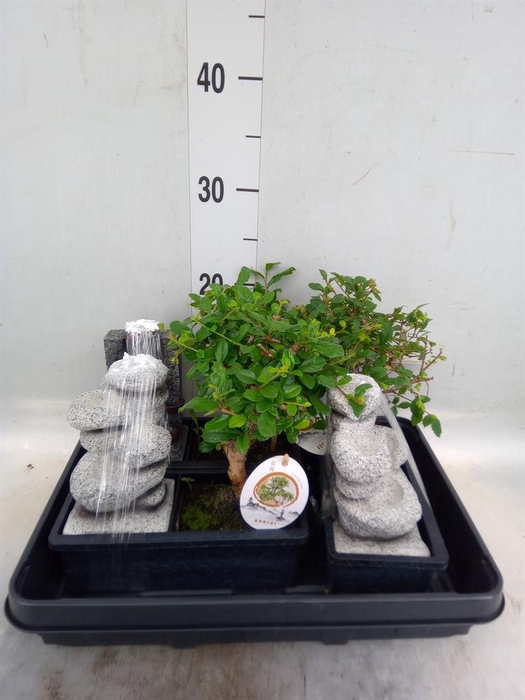 <h4>Bonsai   ...mix</h4>