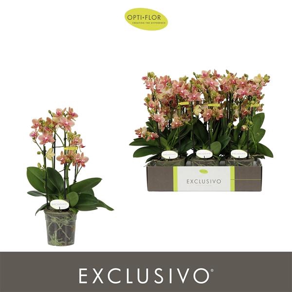 <h4>Phalaenopsis Multifloratypes overig geel</h4>