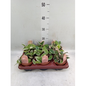 Hoya carnosa 'Floraganza Flamingo'