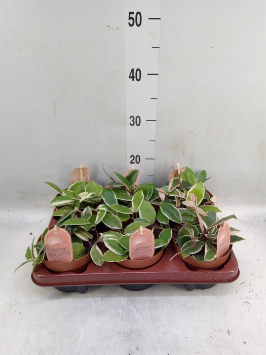 <h4>Hoya carnosa 'Floraganza Flamingo'</h4>