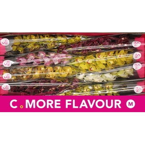 Mini cymbidium 'Mix' 70 cm