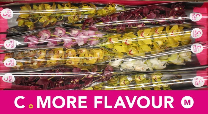 <h4>Mini cymbidium 'Mix' 70 cm</h4>