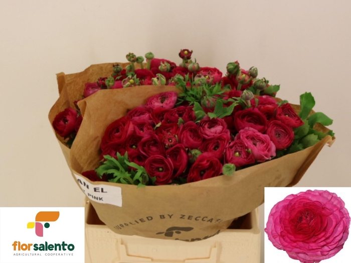 <h4>RAN EL HOT PINK</h4>