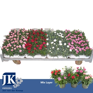 Dianthus mix shelve P9