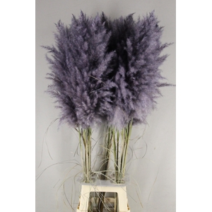 DF Pampas 115cm Dark Grey