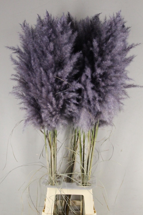 <h4>DF Pampas 115cm Dark Grey</h4>