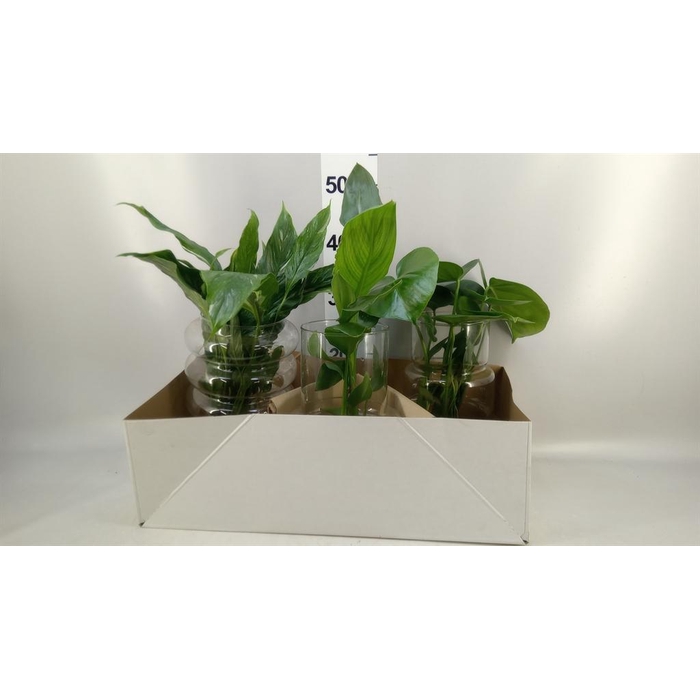 <h4>Planten  ..mix</h4>