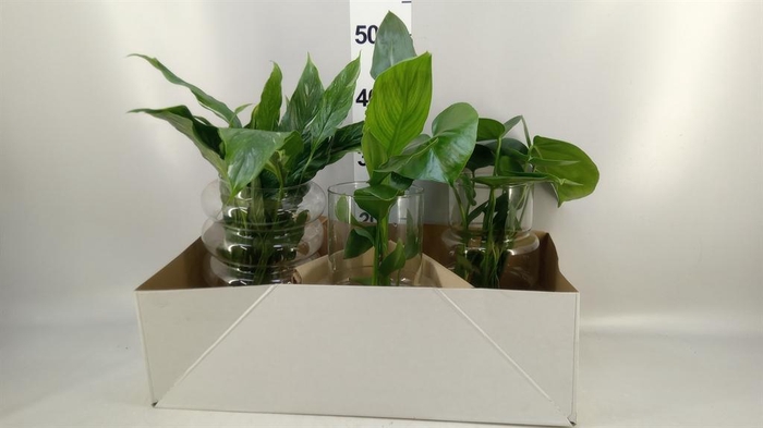 Planten  ..mix
