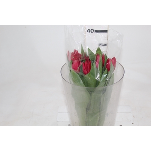 TULIPA VERMELHA