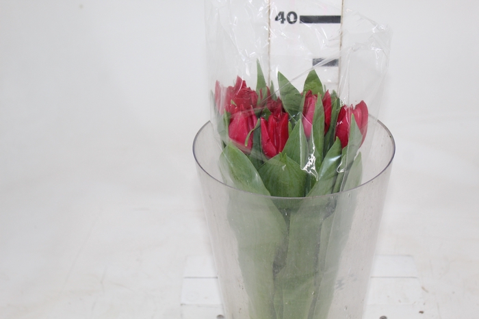 TULIPA VERMELHA