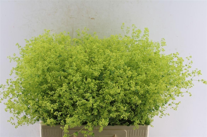 <h4>Alchemilla M Robustica</h4>