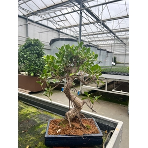 Ficus retusa, 25cm., shape, without dip tray