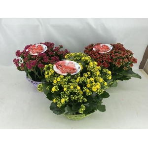KALAN CALAN MIX BASKET 24CM