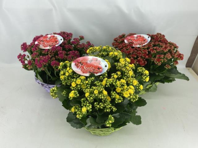 KALAN CALAN MIX BASKET 24CM