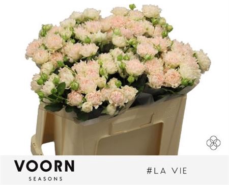 <h4>R Tr H La Vie</h4>