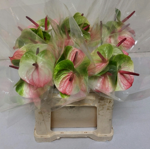 <h4>Anthurium Zafira</h4>