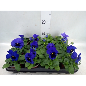 Viola wr. 'Delta Blue wBlotch'