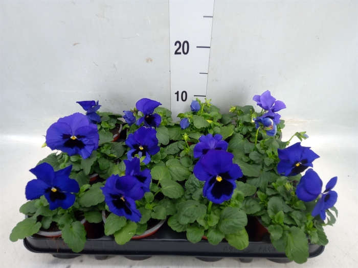 <h4>Viola wr. 'Delta Blue wBlotch'</h4>