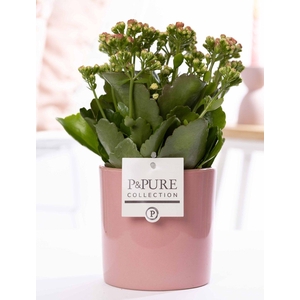 Kalanchoe pink in P&PURE Essential ceramics pink