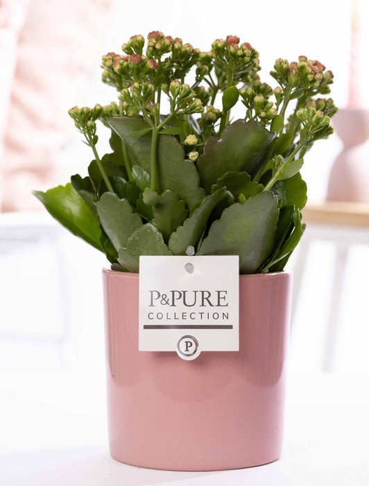 <h4>Kalanchoe pink in P&PURE Essential ceramics pink</h4>