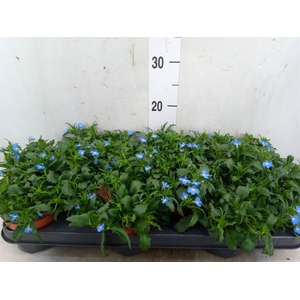 Lobelia erin. 'LagunSemTr Sky Blue'