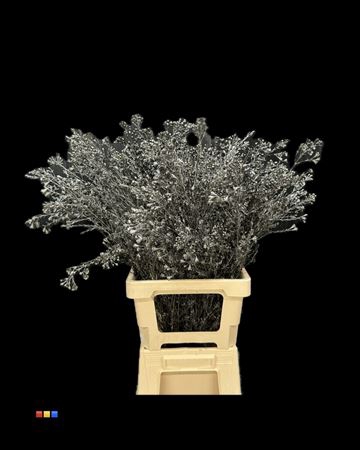 Waxflower Metallic Black