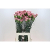 Dianthus St Lege Pink