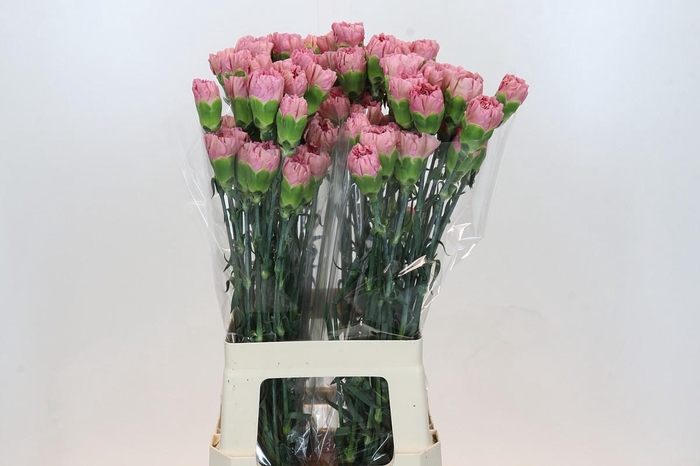 Dianthus St Lege Pink