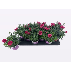 DIAN OSC PINK PURPLE