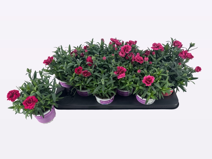 <h4>DIAN OSC PINK PURPLE</h4>