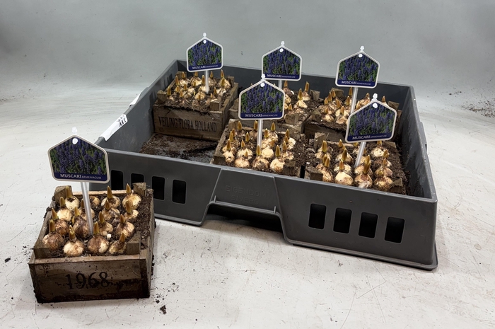 <h4>ARR MUSCARI</h4>