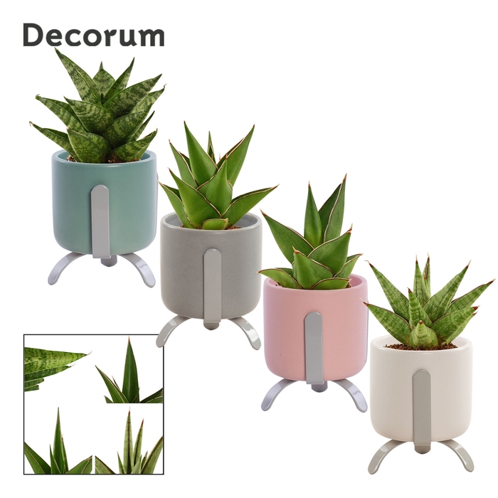 <h4>Sansevieria Crown mix 6 cm in Luca (Dream spirit-collection)</h4>