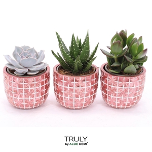 TRULY Succulent, Disco Mosaic Red M