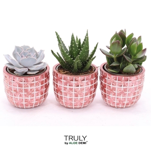 TRULY Succulent, Disco Mosaic Red M