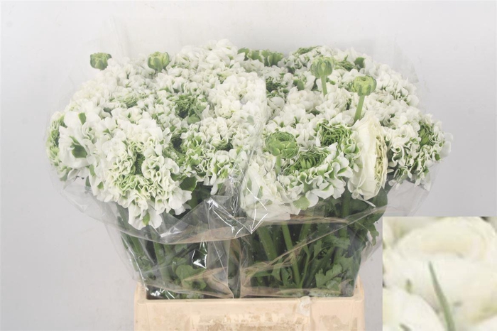 <h4>Ran Pon-pon Igloo White Ex</h4>