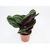 CALATHEA ROSEA-PICTA P17