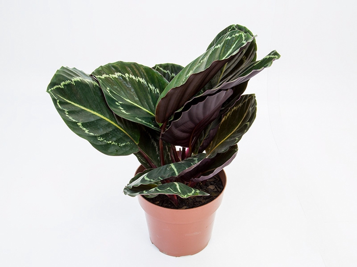 CALATHEA ROSEA-PICTA P17